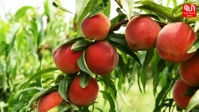 Peaches in Monsoon