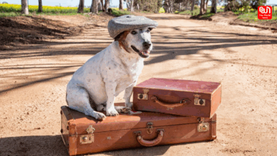 Pet-Friendly Travel Destinations