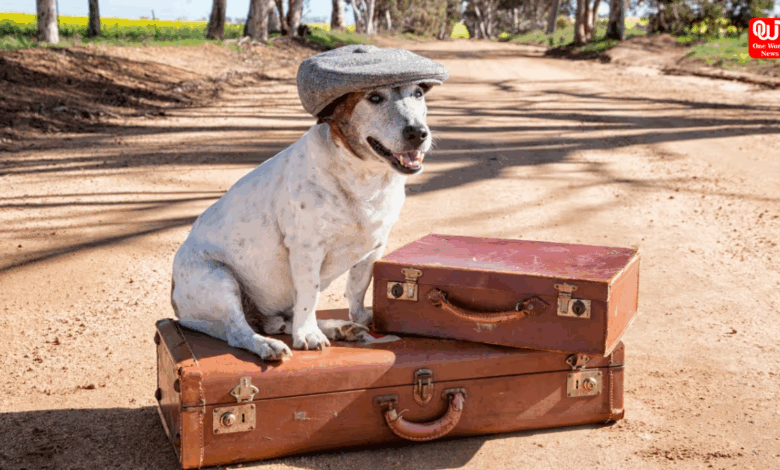 Pet-Friendly Travel Destinations