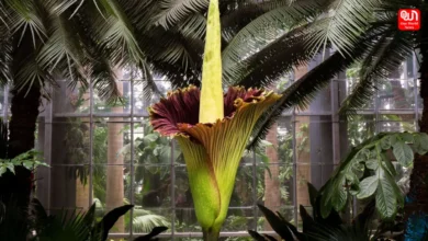 Rare Blooming Flowers