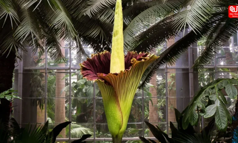 Rare Blooming Flowers