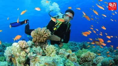 Scuba Diving