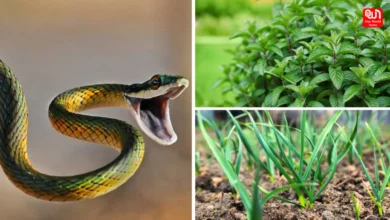 Snake Repellant Plant