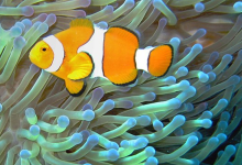 Symbiotic Relationships