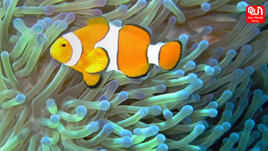 Symbiotic Relationships