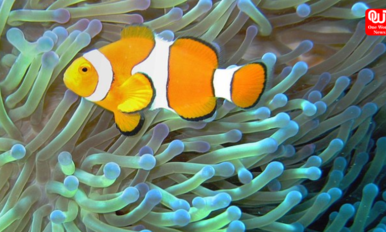 Symbiotic Relationships