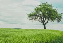 Understanding Phylogenetic Relationships