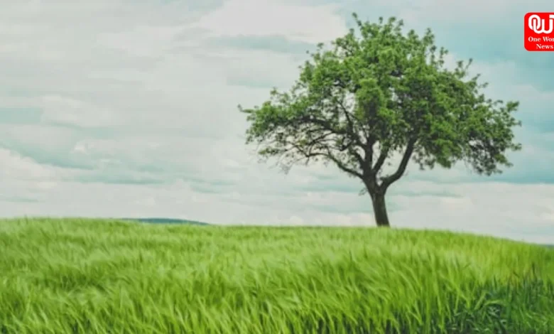 Understanding Phylogenetic Relationships