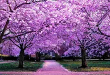 purple flowering trees