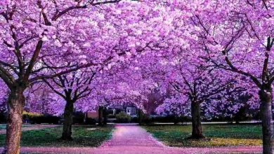 purple flowering trees