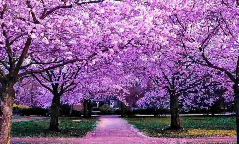 purple flowering trees