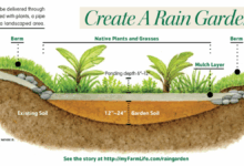 rain garden