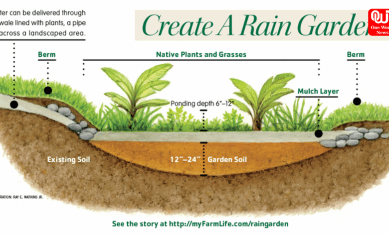rain garden