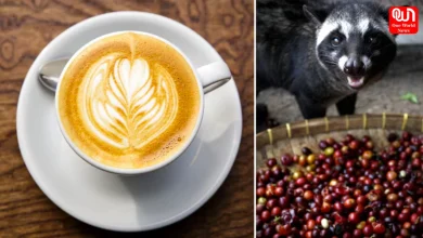 Civet Coffee
