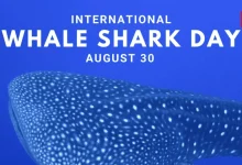 International Whale Shark Day
