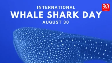 International Whale Shark Day