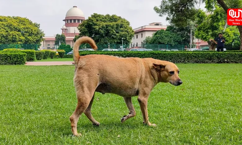 Stray Dogs Released, Supreme Court Modifies Order