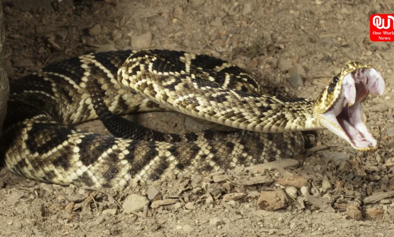 13 Deadliest Snakes