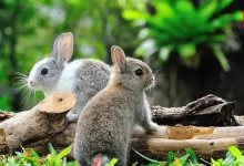 International Rabbit Day