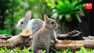 International Rabbit Day
