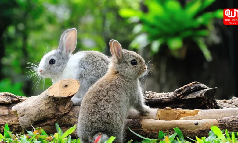 International Rabbit Day