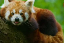 International Red Panda Day