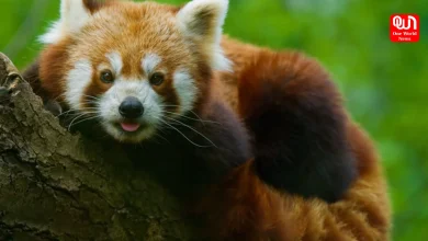 International Red Panda Day