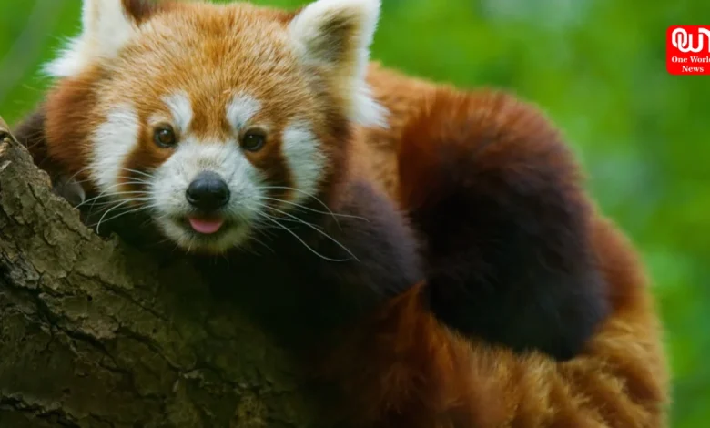 International Red Panda Day