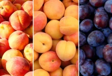 Peach Vs Plum
