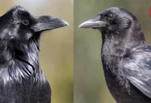 Raven And Crow?