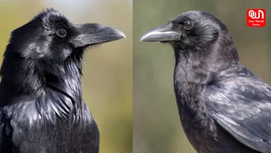 Raven And Crow?