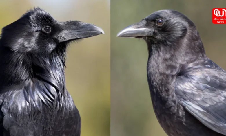 Raven And Crow?