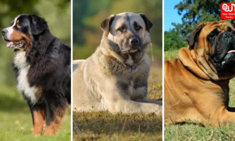 Largest Dog Breeds