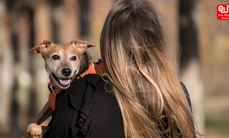 Pets Happy and Healthy