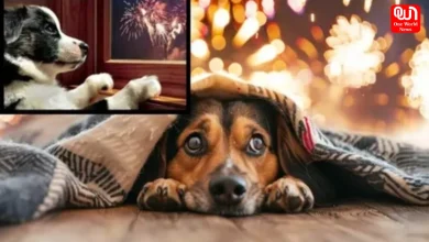 Pets Safe From Noise This Festive Season