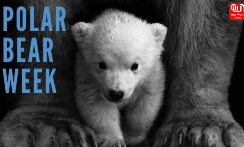 Polar Bear Week