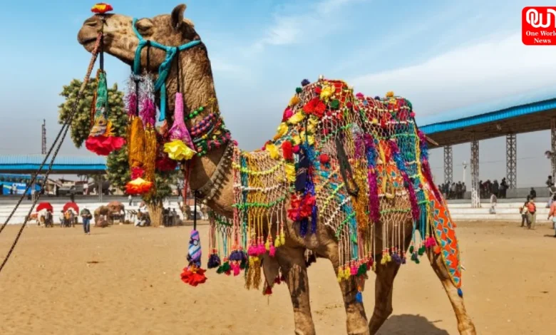 Pushkar Camel Fair Pushkar