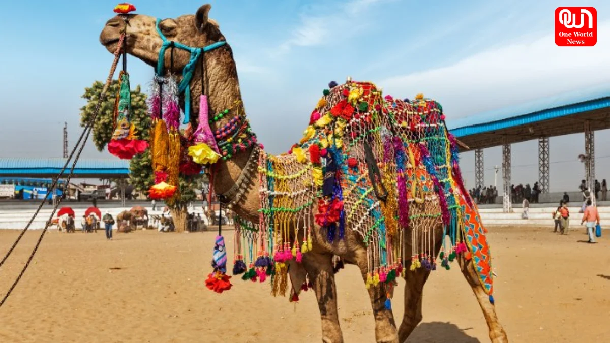 Pushkar Camel Fair Pushkar