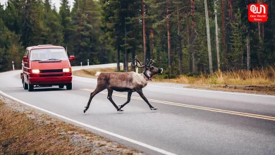 World Animal Road Accident Awareness Day