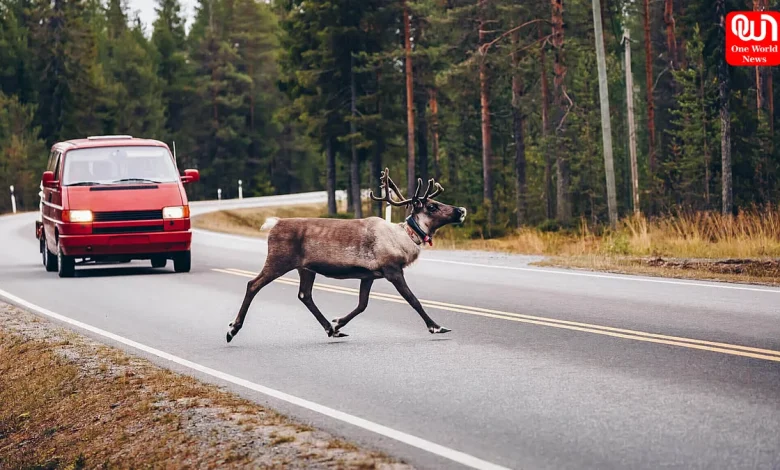 World Animal Road Accident Awareness Day