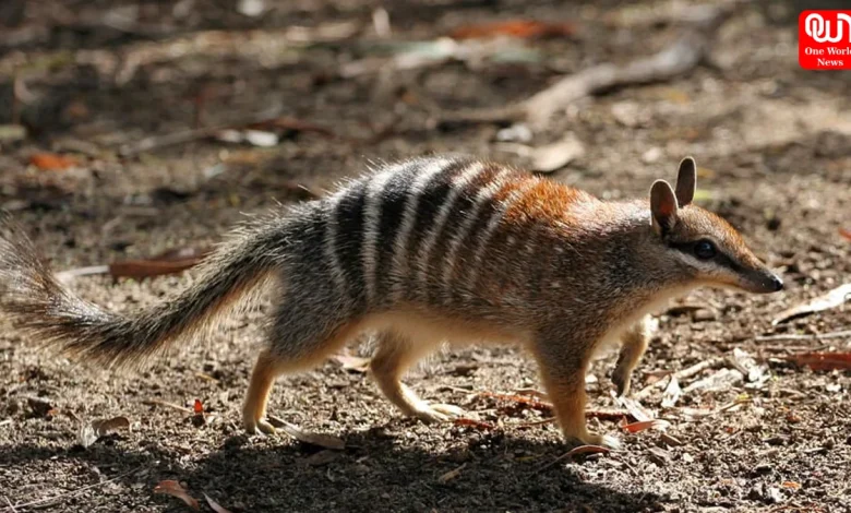 World Numbat Day 2025