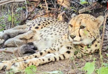 Indian-born cheetah Mukhi, Kuno National Park