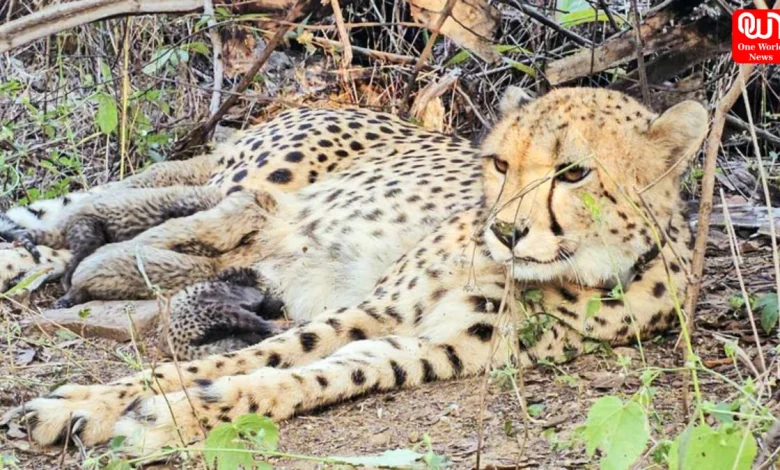 Indian-born cheetah Mukhi, Kuno National Park