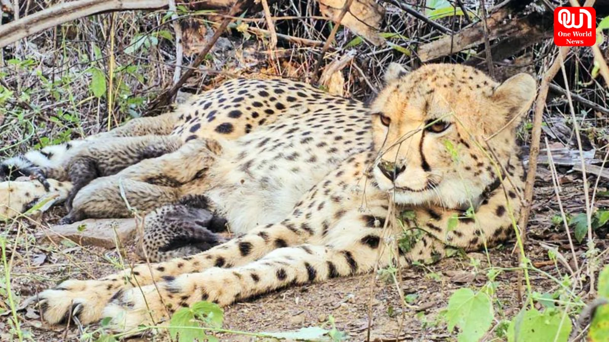 Indian-born cheetah Mukhi, Kuno National Park