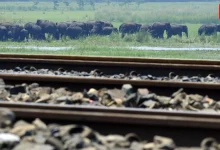 8 Elephants Killed, Rajdhani Express In Assam