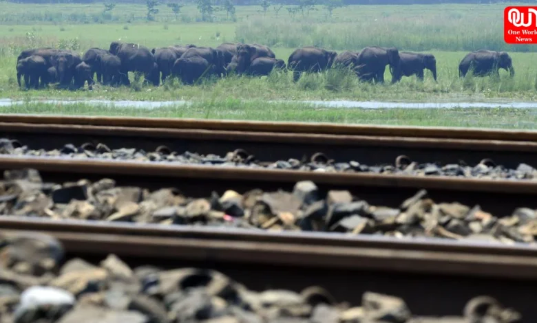 8 Elephants Killed, Rajdhani Express In Assam