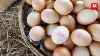 Eggoz Cancer Controversy