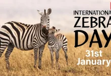 International Zebra Day 2026