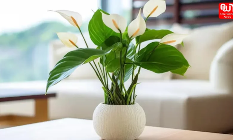 Lily Décor Ideas