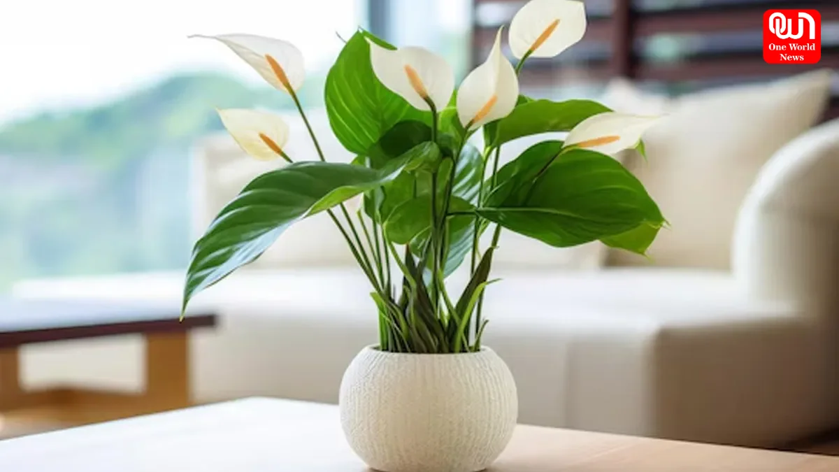 Lily Décor Ideas